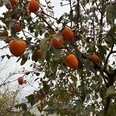 渋柿自由に収穫して下さいの画像