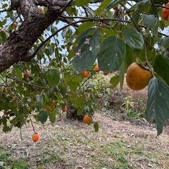 渋柿自由に収穫して下さいの画像
