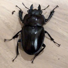 西表島東部　後良川産　ヤエヤママルバネクワガタ　トリオ　♂♂♀の画像