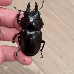 西表島東部　後良川産　ヤエヤママルバネクワガタ　トリオ　♂♂♀の画像