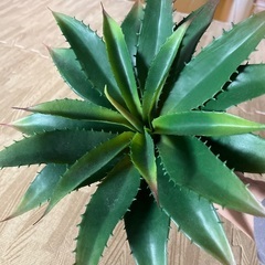 フェイクグリーン　サボテンの画像