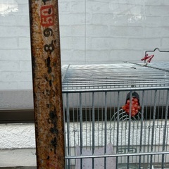 鳥かごの画像