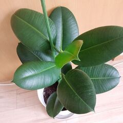 観葉植物ゴムの木１の画像