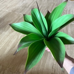 フェイクグリーン　アガベの画像