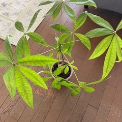 パキラ　高さ77センチ位の画像