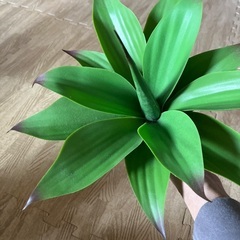 フェイクグリーン　アガベの画像