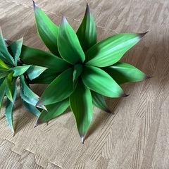 フェイクグリーン　アガベの画像