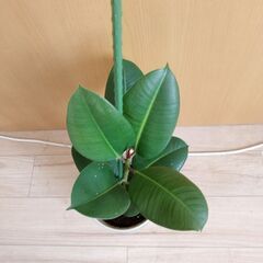 観葉植物ゴムの木２の画像