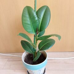 観葉植物ゴムの木２の画像