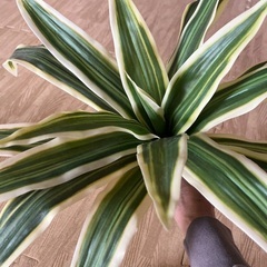 フェイクグリーンの画像