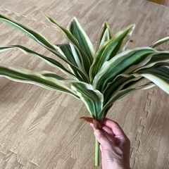 フェイクグリーンの画像