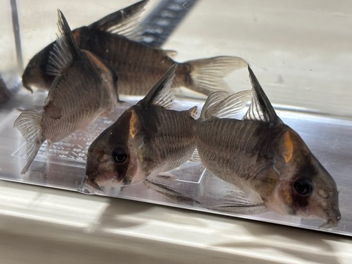 コリドラス　レセックス　4尾