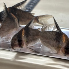 コリドラス　レセックス　4尾の画像