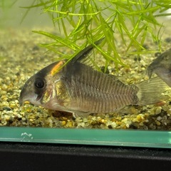 コリドラス　レセックス　4尾の画像