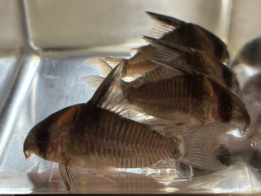 コリドラス　レセックス　4尾