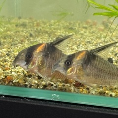 コリドラス　レセックス　4尾の画像