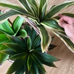 フェイクグリーンの画像