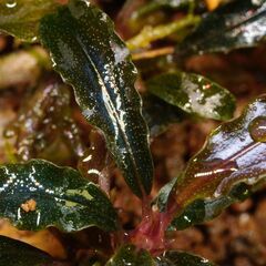 ブセファランドラ クダガン1株 写真実物の画像