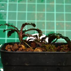 ブセファランドラ クダガン1株 写真実物の画像