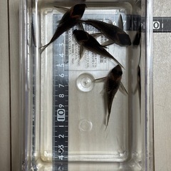 コリドラス　レセックス　4尾の画像