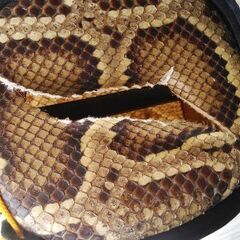 黒木の三線の画像