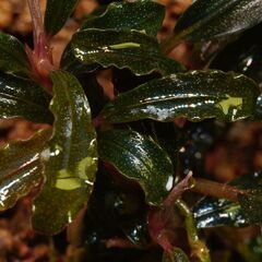 ブセファランドラ クダガン1株 写真実物の画像