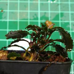 ブセファランドラ クダガン1株 写真実物の画像