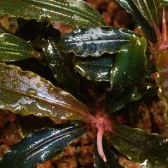 ブセファランドラ  クダガン2株 　写真実物の画像