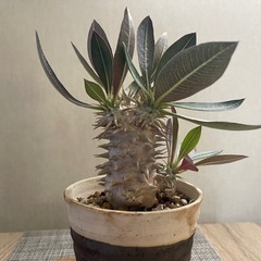 塊根植物 パキポディウム デンシカウレ 恵比寿大の画像