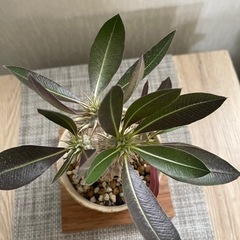 塊根植物 パキポディウム デンシカウレ 恵比寿大の画像