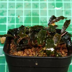 ブセファランドラ  クダガン2株 　写真実物の画像