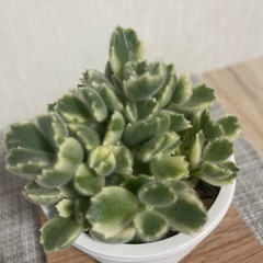 多肉植物 熊童子錦 コチレドンの画像