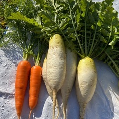 大根5本&人参10本　農薬・化学肥料不使用の画像