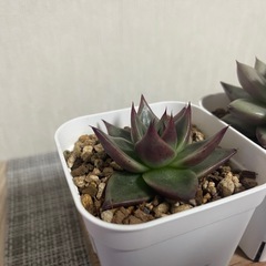 多肉植物 アガボイデススーパークローン パンファイアー2株セットの画像