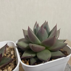 多肉植物 アガボイデススーパークローン パンファイアー2株セットの画像