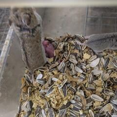 チャイニーズハムスター産まれてます