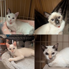 多頭飼育崩壊よりレスキュー。シャムミックスだらけでした