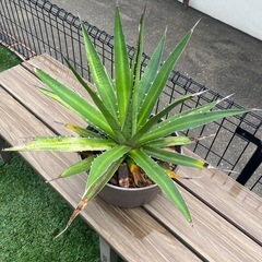 アガベ・ホリダの画像