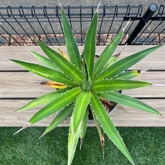 アガベ・ホリダの画像