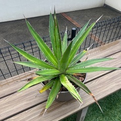 アガベ・ホリダの画像