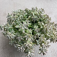 多肉植物　姫秋麗丼の画像