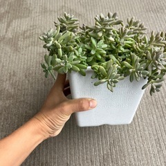 多肉植物　姫秋麗丼の画像