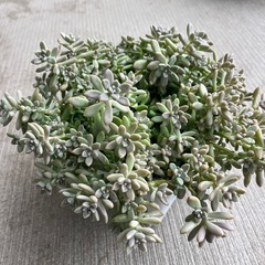 多肉植物　姫秋麗丼の画像