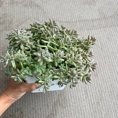 多肉植物　姫秋麗丼の画像