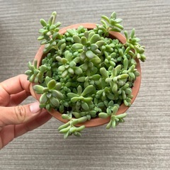 多肉植物　姫秋麗　の画像