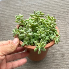 多肉植物　姫秋麗　の画像