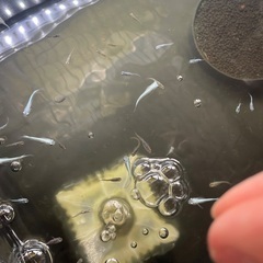 幹之(みゆき)メダカ7匹とNVボックスセットの画像