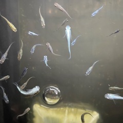 幹之(みゆき)メダカ7匹とNVボックスセットの画像