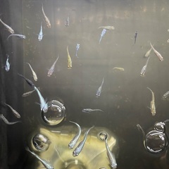 幹之(みゆき)メダカ7匹とNVボックスセットの画像