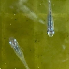 ⑧メダカ(マリンブルー) x5匹の画像